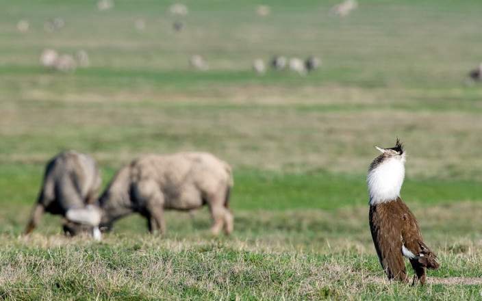 Midrange Safari Tarangire, Manyara & Ngorongoro