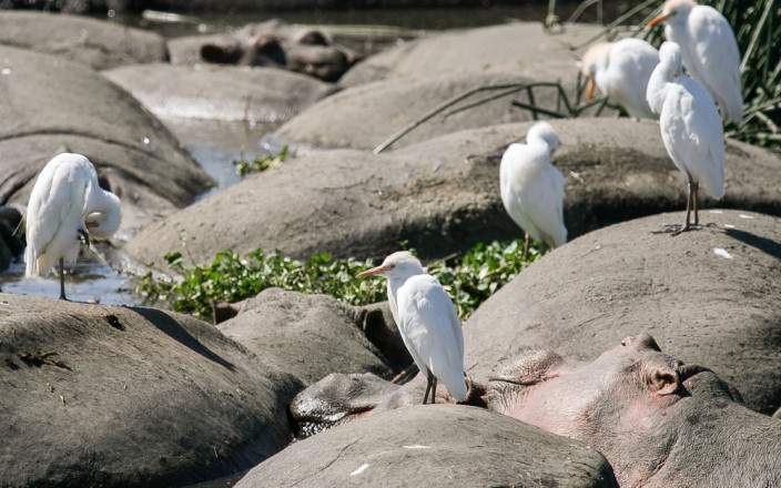 Midrange Safari Tarangire, Manyara & Ngorongoro