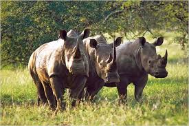 Explore The Wild- Mkomazi National Park Safari Adventure