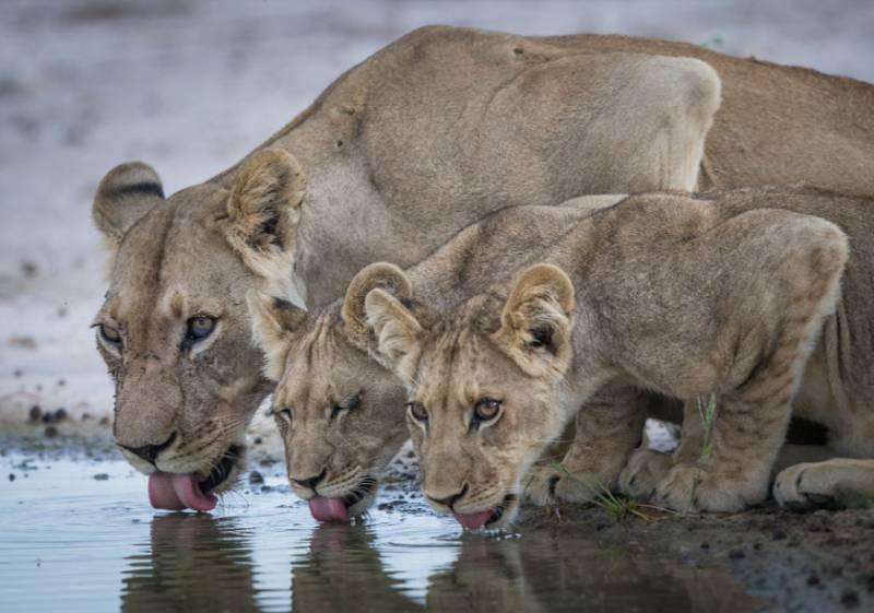 10 Days Tanzania Wildebeest Migration Safari Tour Image