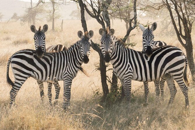 9 Days Soul Of Tanzania Safari Fly In Safari Tour Image