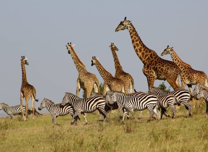 7 Days 6 Nights Classic Kenya Adventure Image