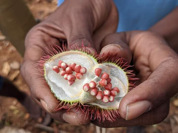 5 Days - Tanzania Splendor Safaris