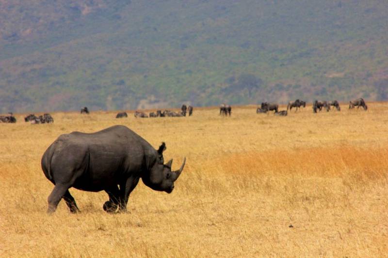 5 Days - Tanzania Splendor Safaris
