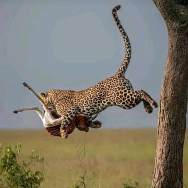 3 nights 4 days Nairobi, Masai Mara & Lake Naivasha