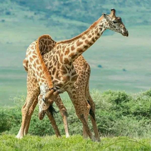 3 nights 4 days Nairobi, Masai Mara & Lake Naivasha