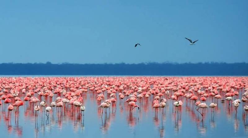 3 nights 4 days Nairobi, Masai Mara & Lake Naivasha