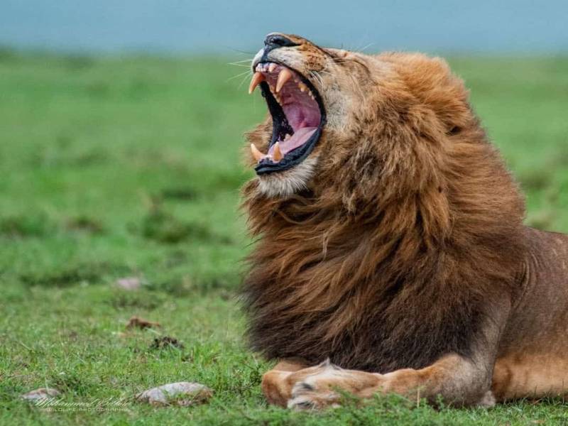 3 nights 4 days Nairobi, Masai Mara & Lake Naivasha