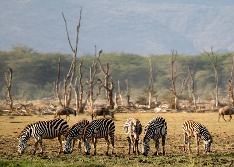 10D Tanzania Drive In Fly Out Luxury Safari Tour