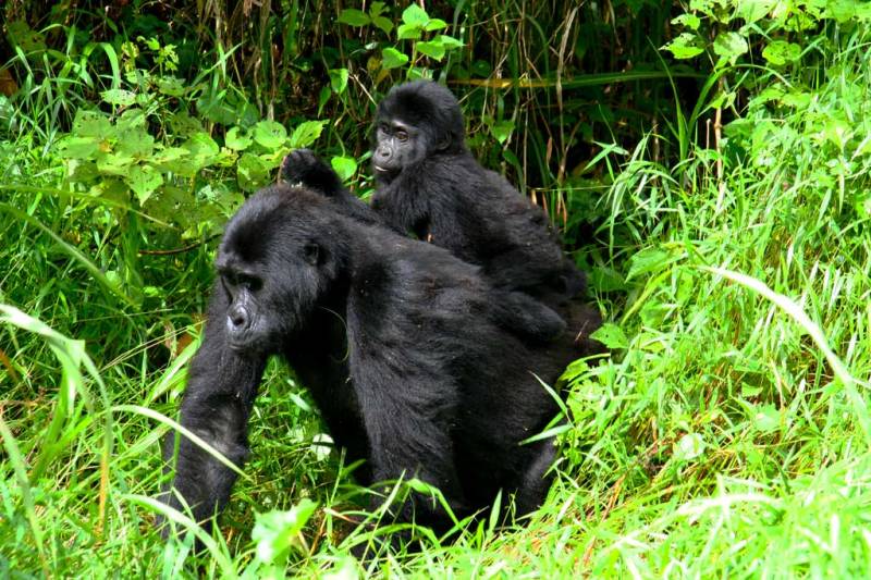 4 Days Mountain Gorilla Trekking Uganda Via Rwanda Tour