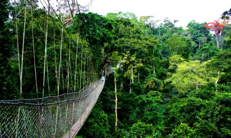 9 Days Across Rwanda-Nyungwe-Volcanoes-Akagera Experience Tour