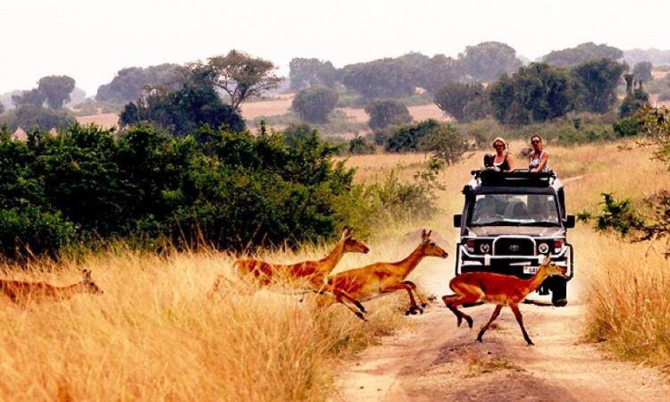 4 Days Queen Elizabeth NP Safari Tour