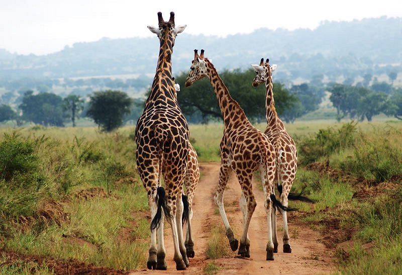 4 Day Kidepo Valley National Park Tour