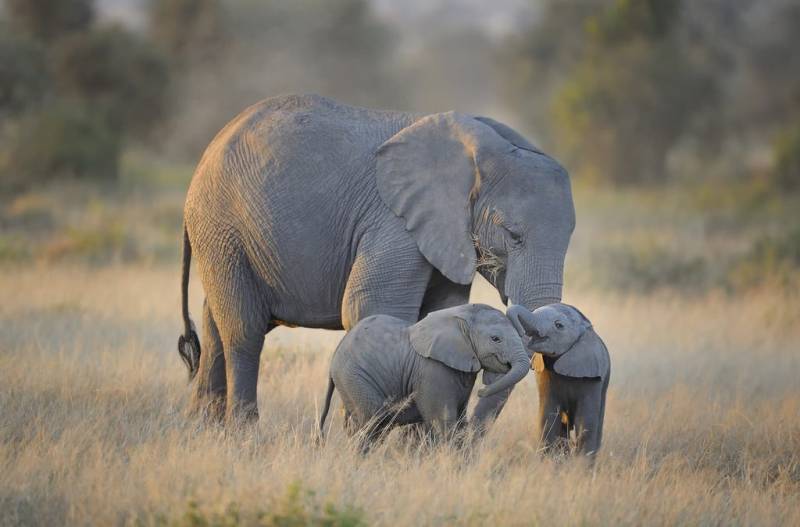 3 Days Tanzania Safari