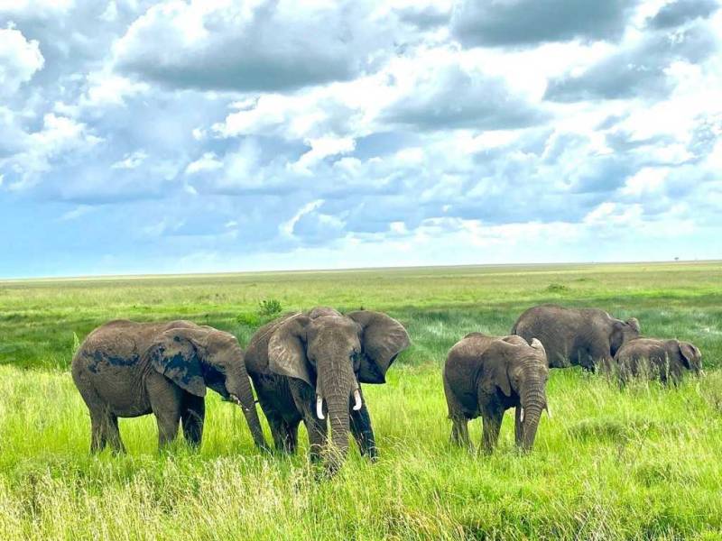 3 Days Tanzania Safari