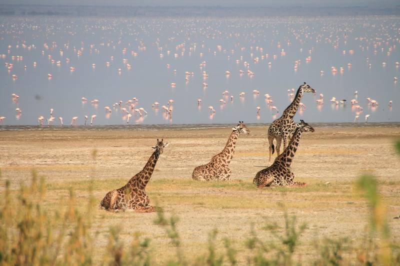 3 Days Tanzania Safari
