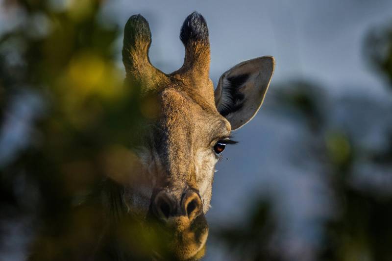 3-Day Serengeti & Ngorongoro Crater Safari – Tanzania