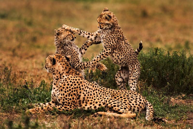 3-Day Serengeti & Ngorongoro Crater Safari – Tanzania