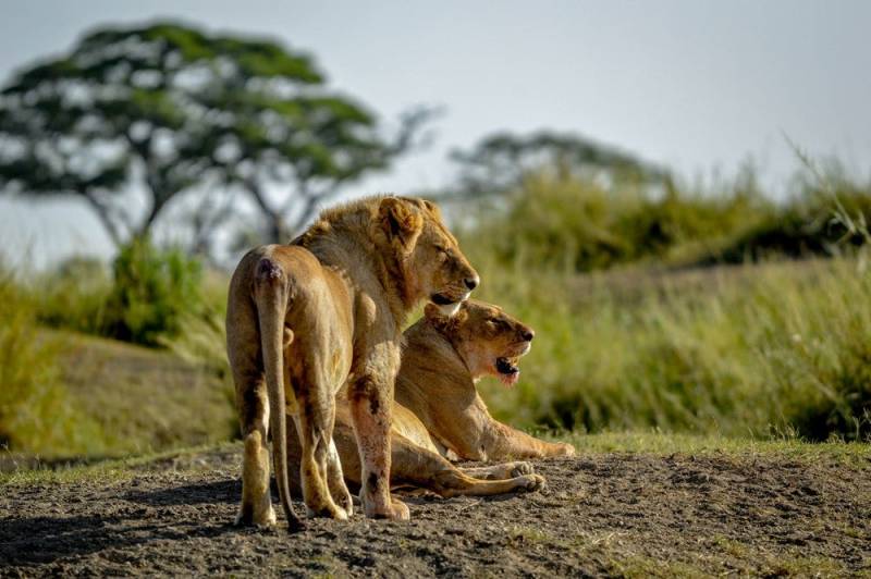 3-Day Serengeti & Ngorongoro Crater Safari – Tanzania