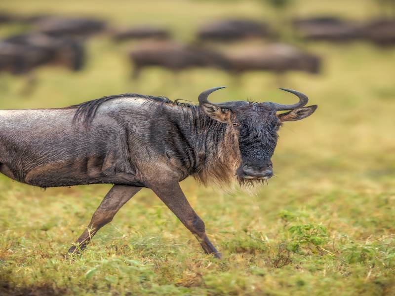 5-Day Serengeti Migration Safari