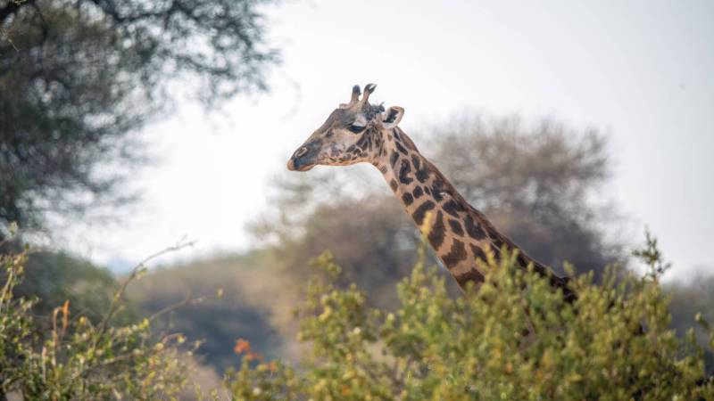 7 Days Tanzania Wildlife Safari Tour