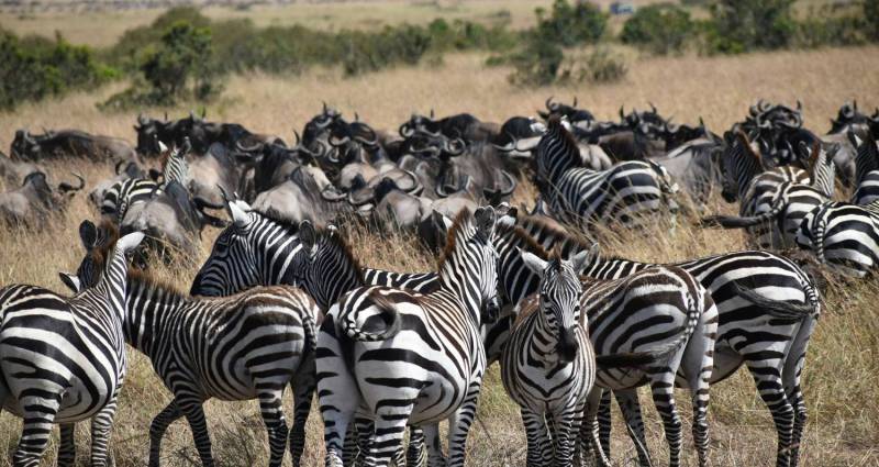 7 Days Tanzania Northern Circuit Safari Tour Image