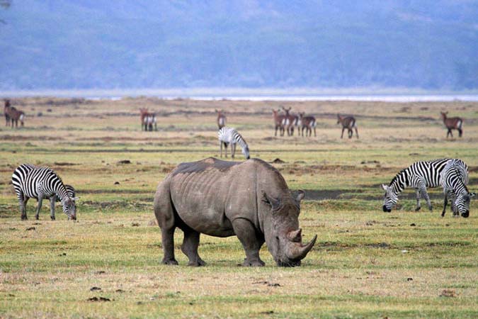 3 Days Serengeri - Ngorongoro Joining Safari Tour