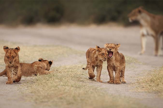 3 Days Group Joining Safari Tour