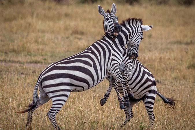 4 Days Group Joining Safari Tour
