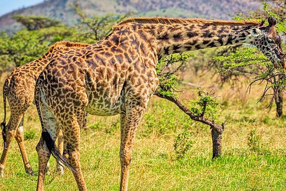 4 Days Tanzania Group Joining Safari Tour