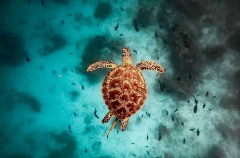 7 Days Zanzibar Beaches Safari Tour Image