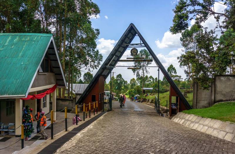 Machame Route Day Hike Tour Image