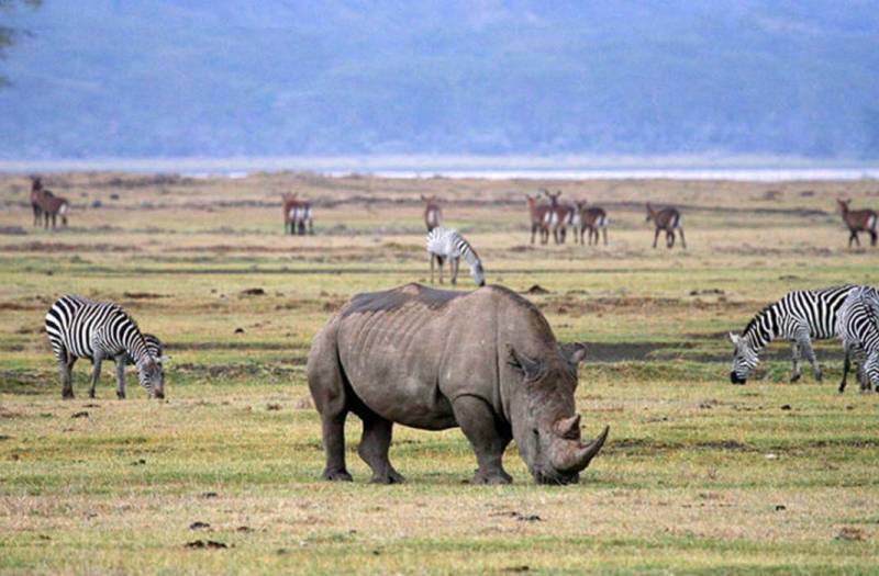 Ngorongoro Crater Day Tour Image