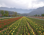 6nights 7days To Kashmir Trip