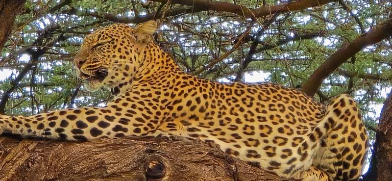 3 Days Amboseli Tsavo East Safari