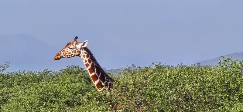 3 Days Amboseli Tsavo East Safari