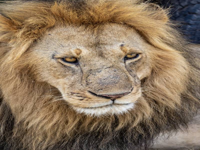 2 Days 1 Night Nairobi to Masai Mara Discovery Safari