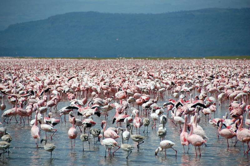 2 Day Safari Tour Of Lake Nakuru - Naivasha