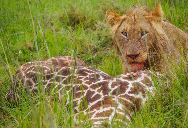 7 Days East African Safari Tour Of 6 Amazing Parks