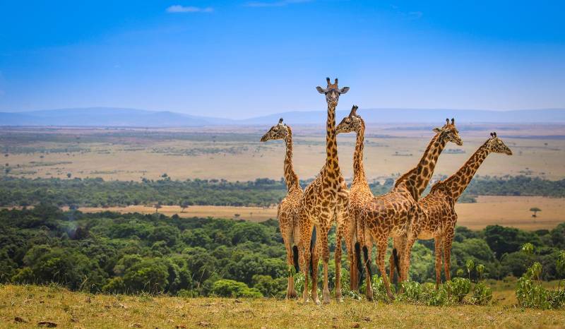 3 Day Masai Mara Flight Safari From Diani Beach