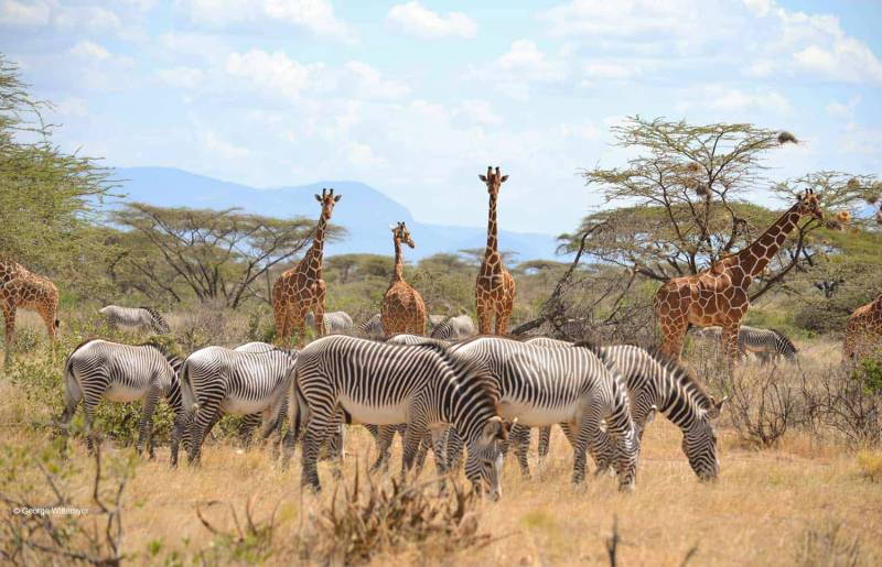 3D Fly In Samburu Safari Packages From Nairobi Image