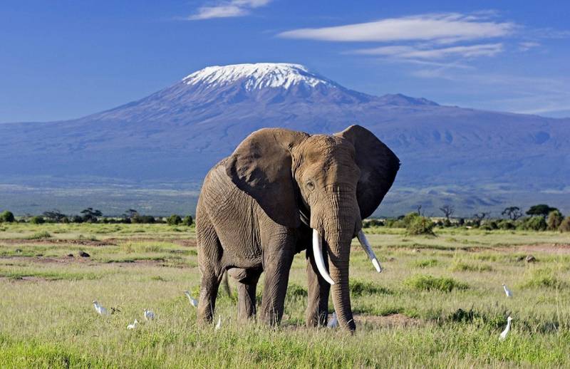 3-Day Elephant Air Safari From Nairobi To Amboseli Image