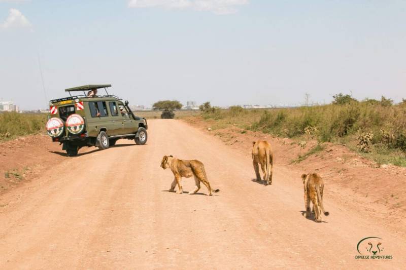 1Day Nairobi National Park - Group Safari Tours Image