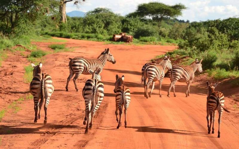 2-Day Tsavo East Group Safari Tour From Diani Beach Image