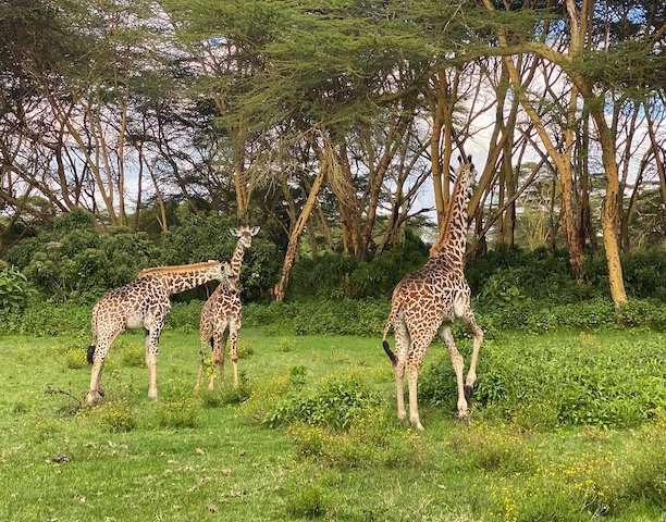 1 Day Nairobi National Park - City Tour Image