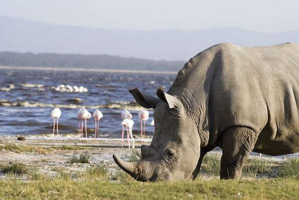 3 Day Amboseli - Tsavo Safari Tour From Diani Beach