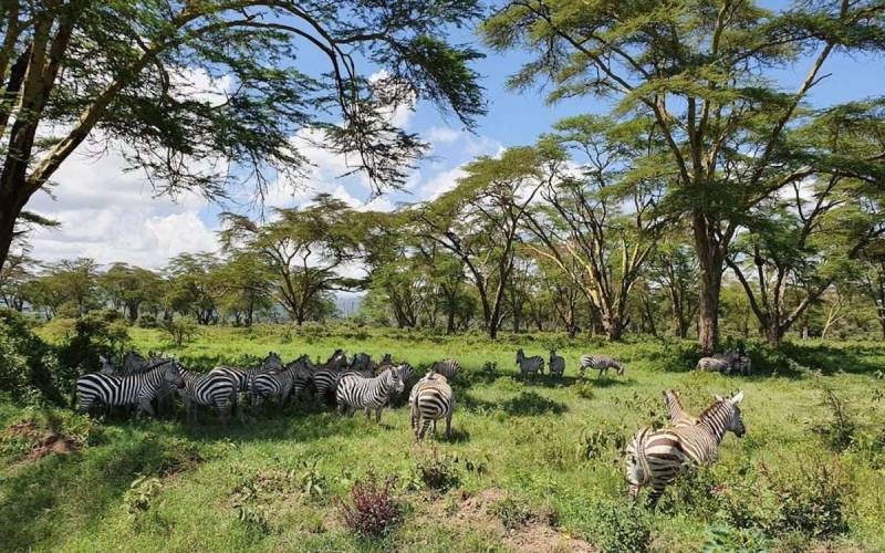 4 Day Amboseli - Tsavo Safari Tour From Diani Beach