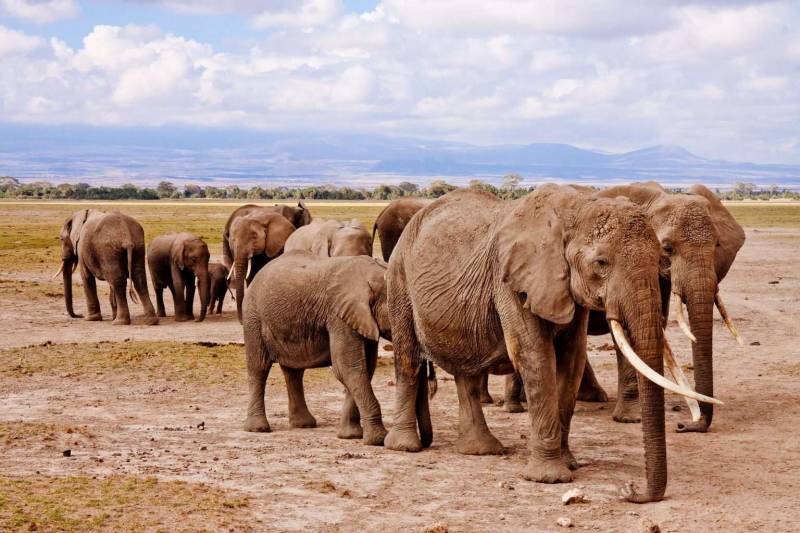 5 Day Amboseli - Tsavo Safari Tour From Diani Beach