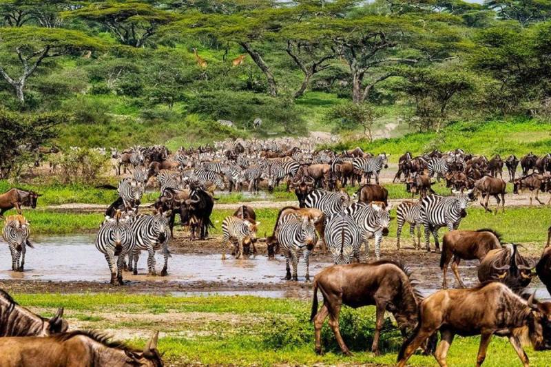 4-Day Best Of Tanzania Fly - Drive Safari Tour Image