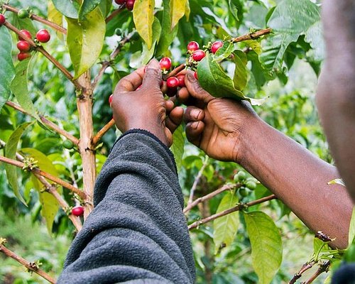 1 Day From Bean To Brew - A Kenyan Coffee Adventure Tour